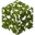 azalea leaves