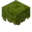 azalea sapling